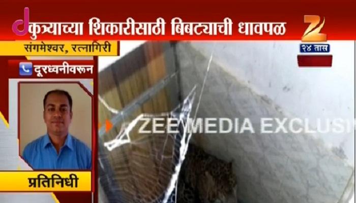 कुत्र्याच्या शिकारीसाठीची धावपळ बिबट्याला भोवली कुत्र्याच्या शिकारीसाठीची धावपळ बिबट्याला भोवली
