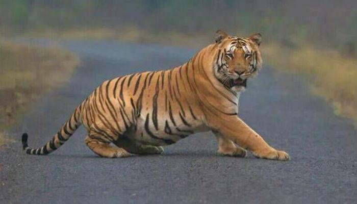 भंडाऱ्यात वाघांच्या अस्तित्वावरच घातला जातोय घाला! भंडाऱ्यात वाघांच्या अस्तित्वावरच घातला जातोय घाला!
