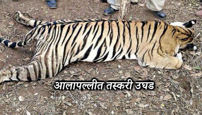 कातडीसाठी वाघाच्या शिकारीत वनाधिकाऱ्यांचा सहभाग उघड कातडीसाठी वाघाच्या शिकारीत वनाधिकाऱ्यांचा सहभाग उघड
