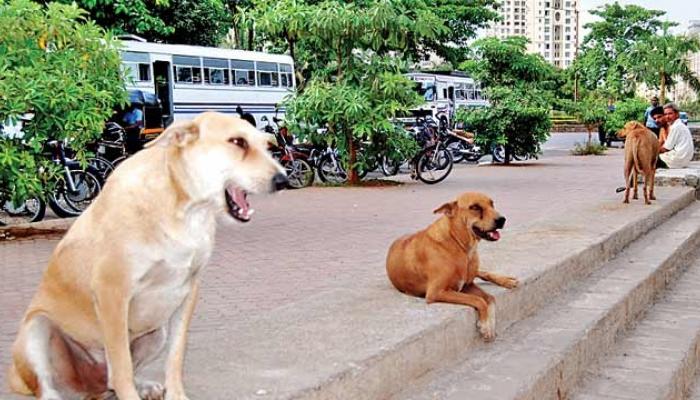 उल्हासनगरमध्ये भटका कुत्रा 10 मुलांना चावला उल्हासनगरमध्ये भटका कुत्रा 10 मुलांना चावला
