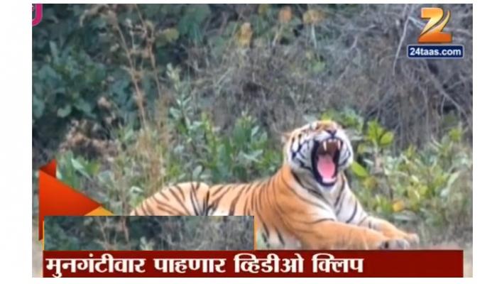 जय वाघाची व्हिडीओ क्लिप मागवली आहे- मुनगंटीवार जय वाघाची व्हिडीओ क्लिप मागवली आहे- मुनगंटीवार