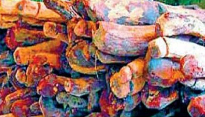 रत्नागिरीतील रक्तचंदन तस्करी प्रकरणात संशयाची सुई अधिक गडद रत्नागिरीतील रक्तचंदन तस्करी प्रकरणात संशयाची सुई अधिक गडद