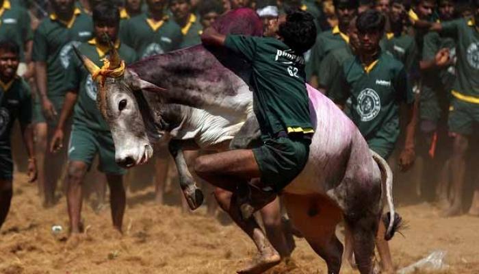 सर्वोच्च न्यायालयाच्या बंदीनंतरही जलाईकट्टूचं आयोजन सर्वोच्च न्यायालयाच्या बंदीनंतरही जलाईकट्टूचं आयोजन