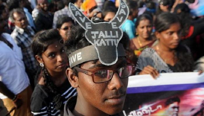 तामिळनाडूत जलीकट्टू खेळाला गालबोट, तिघांचा मृत्यू तामिळनाडूत जलीकट्टू खेळाला गालबोट, तिघांचा मृत्यू
