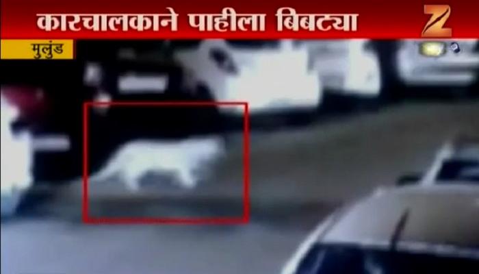 मुलुंडच्या कॉलनी मुक्तपणे फिरणारा बिबट्या सीसीटीव्हीत कैद मुलुंडच्या कॉलनी मुक्तपणे फिरणारा बिबट्या सीसीटीव्हीत कैद