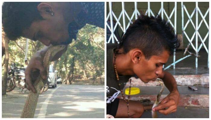 कोब्राला किस करणं पडलं महागात, तरुणानं गमावला जीव कोब्राला किस करणं पडलं महागात, तरुणानं गमावला जीव
