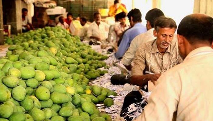 मुंबईत फेब्रुवारीत दाखल झाला आंबा मुंबईत फेब्रुवारीत दाखल झाला आंबा
