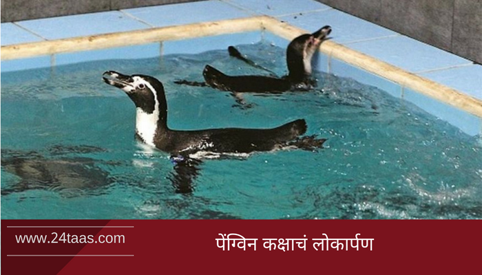 व्हिडिओ : पाहा, राणीच्या बागेतलं पेंग्विनचं नवं घर व्हिडिओ : पाहा, राणीच्या बागेतलं पेंग्विनचं नवं घर