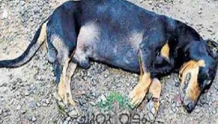 मालकाचे प्राण वाचवण्यासाठी त्याने दिले प्राणाचे बलिदान मालकाचे प्राण वाचवण्यासाठी त्याने दिले प्राणाचे बलिदान