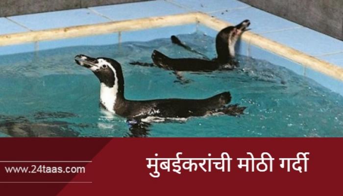 पेंग्विन दर्शनासाठी मुंबईकरांची मोठी गर्दी पेंग्विन दर्शनासाठी मुंबईकरांची मोठी गर्दी