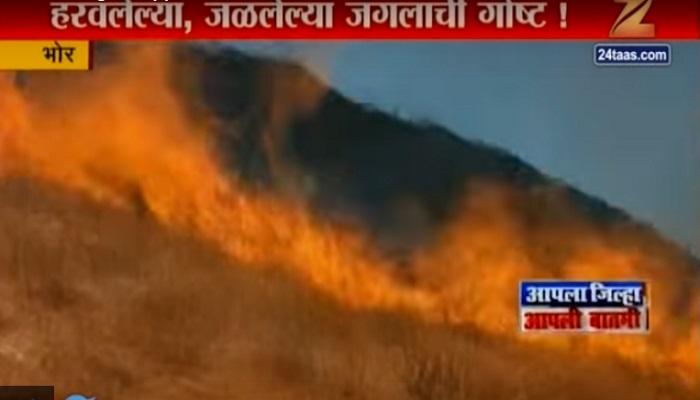 हरवलेल्या, जळलेल्या जंगलाची गोष्ट! हरवलेल्या, जळलेल्या जंगलाची गोष्ट!