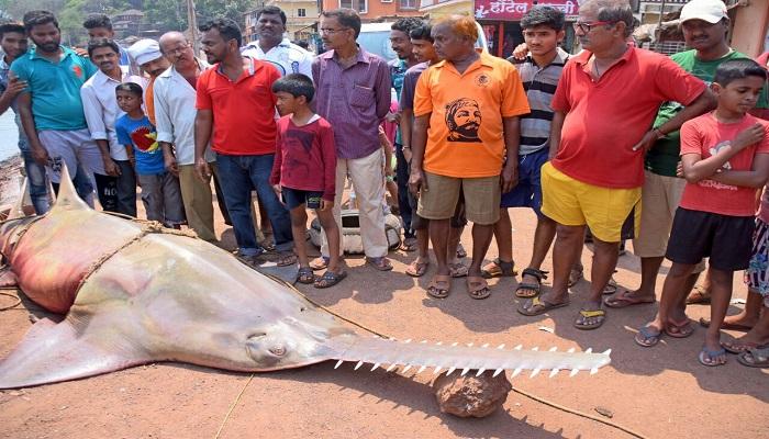 अबब! 700 किलो वजनाचा मासा अबब! 700 किलो वजनाचा मासा
