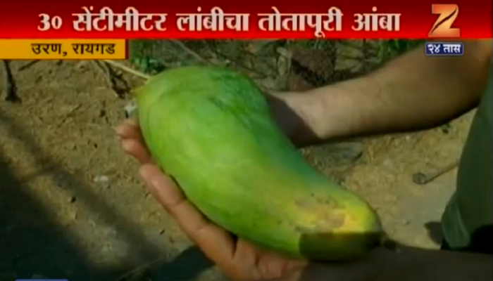 अबब! ३० सेंटीमीटर लांबीचा आंबा अबब! ३० सेंटीमीटर लांबीचा आंबा
