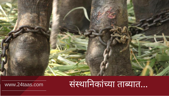 'गजराज'ची मरणयातनांतून सुटका होणार? 'गजराज'ची मरणयातनांतून सुटका होणार?