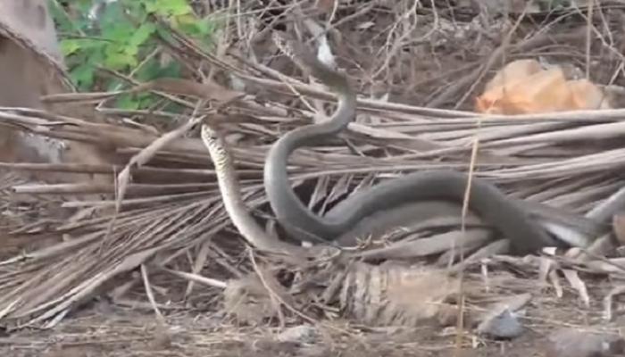 सापांचा दुर्मिळ रोमान्स कॅमेऱ्यात कैद सापांचा दुर्मिळ रोमान्स कॅमेऱ्यात कैद