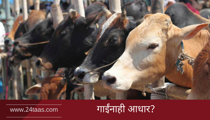 आता, गायींनाही मिळणार ओळख क्रमांक? आता, गायींनाही मिळणार ओळख क्रमांक?