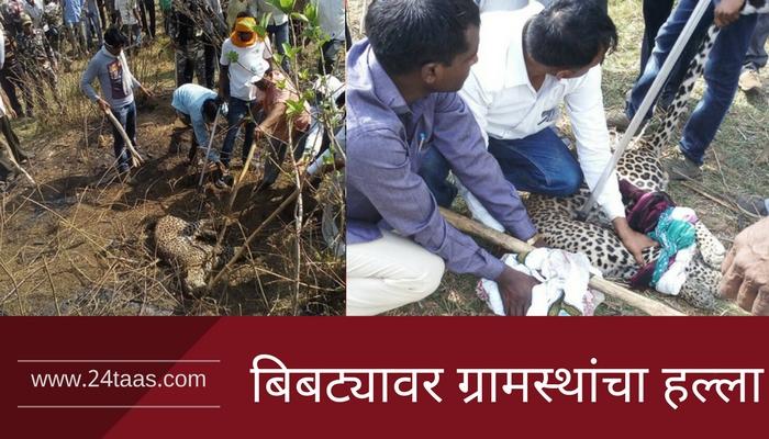 बिबट्या सिमेंट पाइपमध्ये घुसला आणि फसला बिबट्या सिमेंट पाइपमध्ये घुसला आणि फसला