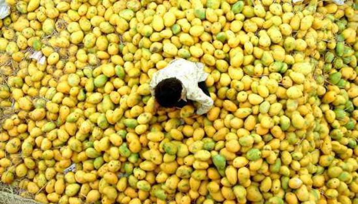 ट्रकला अपघात, जखमींना सोडून बघ्यांचा आंब्यावर ताव ट्रकला अपघात, जखमींना सोडून बघ्यांचा आंब्यावर ताव