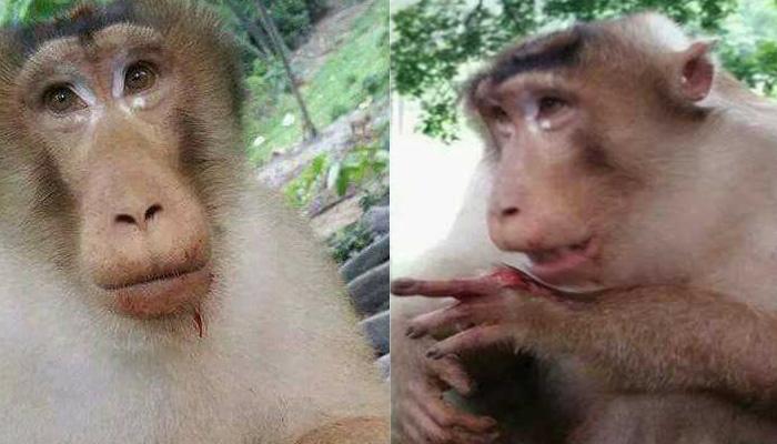 Watch Video : मानवतेला लाजविणारा व्हिडिओ, खाण्याचे आमिष दाखवून दिला हात बॉम्ब Watch Video : मानवतेला लाजविणारा व्हिडिओ, खाण्याचे आमिष दाखवून दिला हात बॉम्ब