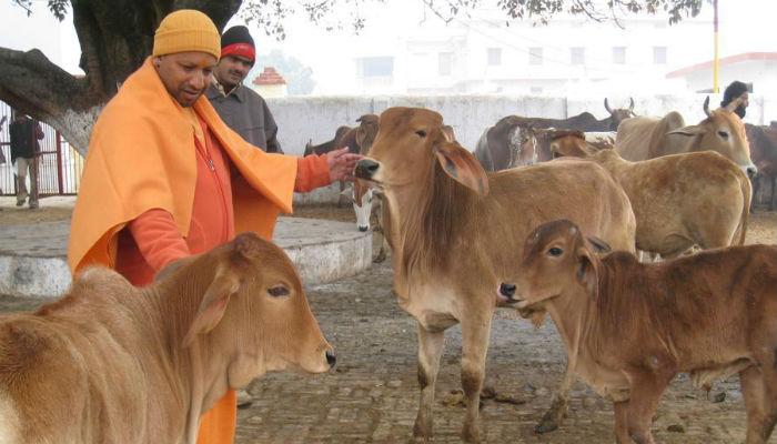 मांसाहारावरून हायकोर्टाचा योगी सरकारला जोरदार दणका मांसाहारावरून हायकोर्टाचा योगी सरकारला जोरदार दणका
