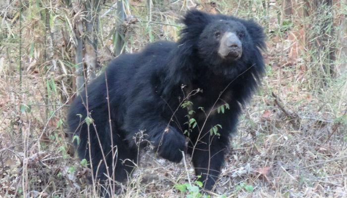 नरभक्षक अस्वलाच्या हल्ल्यात तीन ठार नरभक्षक अस्वलाच्या हल्ल्यात तीन ठार