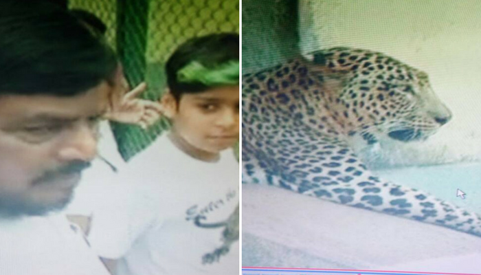 नॅशनल पार्कमधील 'भीम' बिबट्याला आठवलेंनी घेतले दत्तक नॅशनल पार्कमधील 'भीम' बिबट्याला आठवलेंनी घेतले दत्तक