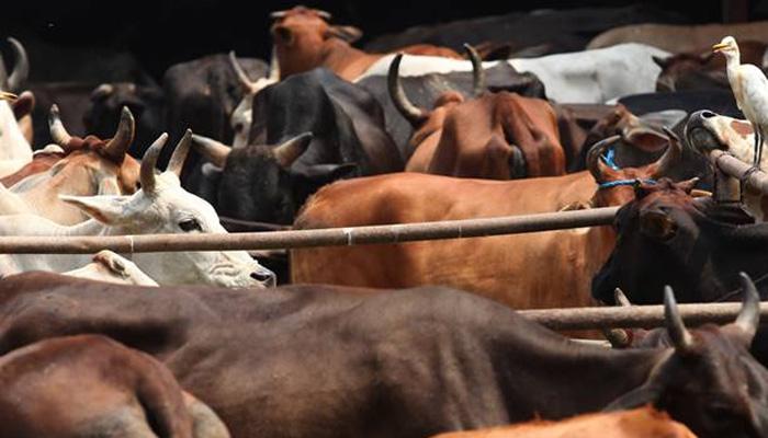 कत्तलखान्यावर कारवाई करायला गेलेल्या पोलिसांना मारहाण कत्तलखान्यावर कारवाई करायला गेलेल्या पोलिसांना मारहाण