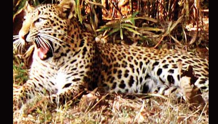 पाणी भरण्यासाठी गेलेल्या महिलेवर बिबट्याचा हल्ला पाणी भरण्यासाठी गेलेल्या महिलेवर बिबट्याचा हल्ला