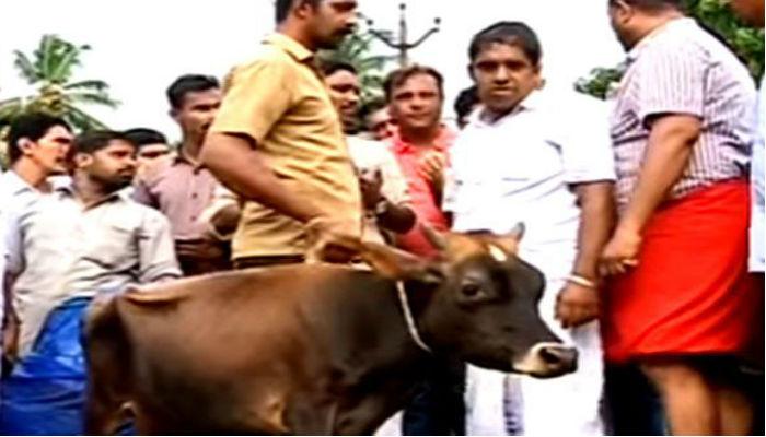 अमानुषतेचा कळस, काँग्रेस कार्यकर्त्यांकडून वासराची कत्तल अमानुषतेचा कळस, काँग्रेस कार्यकर्त्यांकडून वासराची कत्तल