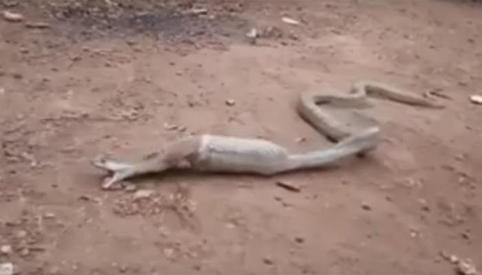 किंग कोबराने भक्ष्य समजून गिळली सॉफ्ट ड्रिंकची बाटली - Watch Video किंग कोबराने भक्ष्य समजून गिळली सॉफ्ट ड्रिंकची बाटली - Watch Video