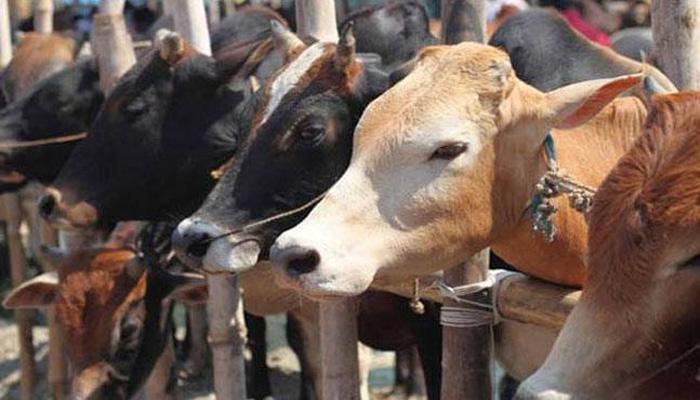 'गायीला राष्ट्रीय प्राणी घोषित करण्यासाठी पावलं उचला' 'गायीला राष्ट्रीय प्राणी घोषित करण्यासाठी पावलं उचला'