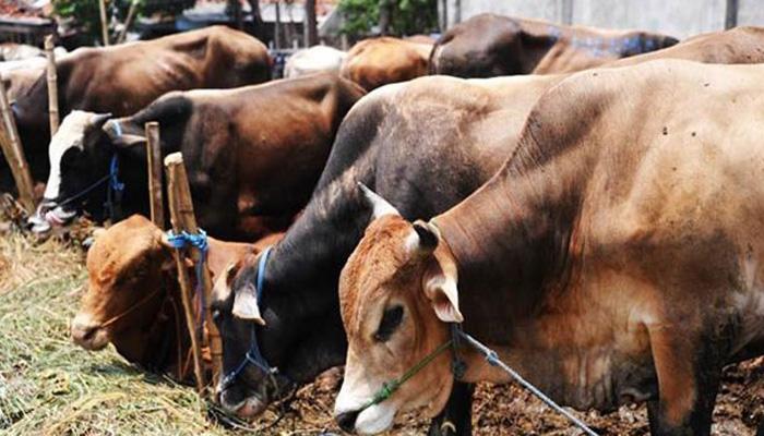 'बीफ फेस्ट'मध्ये जाण्यासाठी भाजप नेत्याची पक्षाला सोडचिठ्ठी! 'बीफ फेस्ट'मध्ये जाण्यासाठी भाजप नेत्याची पक्षाला सोडचिठ्ठी!