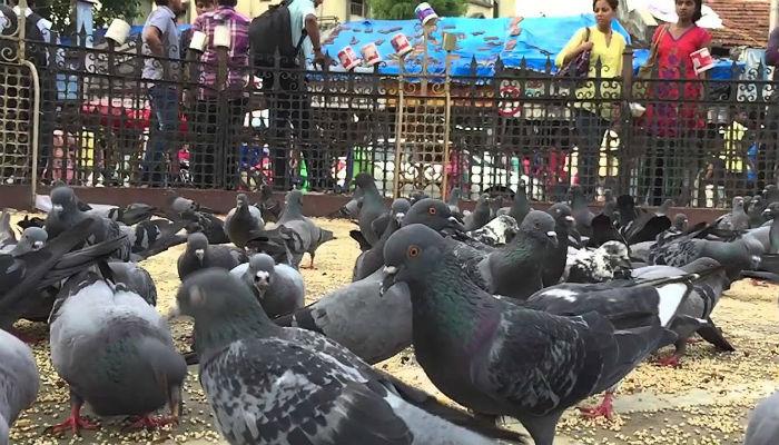 दादरचा कबुतर खाना बंद होणार? दादरचा कबुतर खाना बंद होणार?