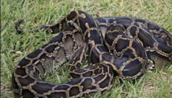 भल्यामोठ्या अजगरानं भेकराला गिळलं भल्यामोठ्या अजगरानं भेकराला गिळलं