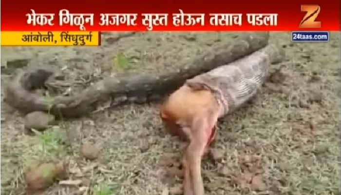 भेकर जातीच्या हरणाला अजगराने गिळलं भेकर जातीच्या हरणाला अजगराने गिळलं