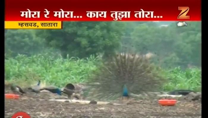 शेतकरी झटतोय मोरांच्या संरक्षणासाठी... शेतकरी झटतोय मोरांच्या संरक्षणासाठी...