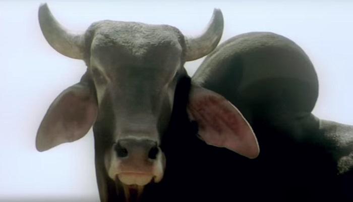वळू सिनेमाचा नायक डुरक्याची एक्झिट वळू सिनेमाचा नायक डुरक्याची एक्झिट