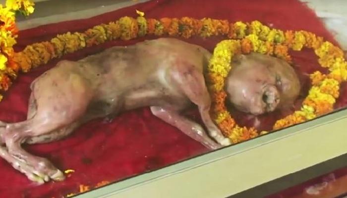 गाईने दिला मनुष्याचा बाळासारख्या वासराला जन्म गाईने दिला मनुष्याचा बाळासारख्या वासराला जन्म