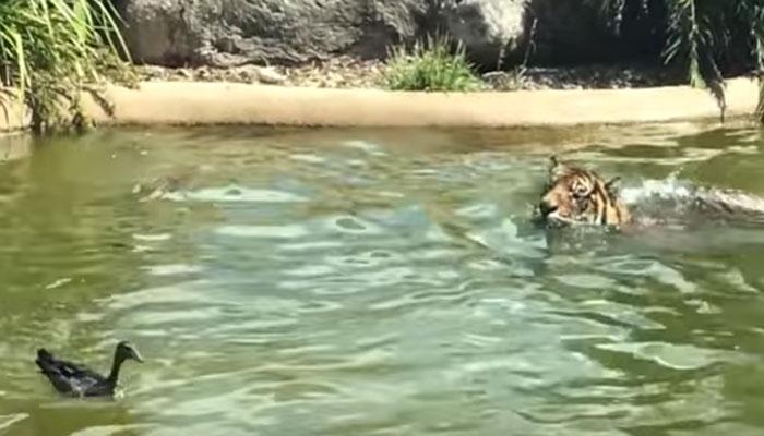 VIDEO : जगातील सर्वात बहादूर बदक, वाघाला केले हैराण VIDEO : जगातील सर्वात बहादूर बदक, वाघाला केले हैराण