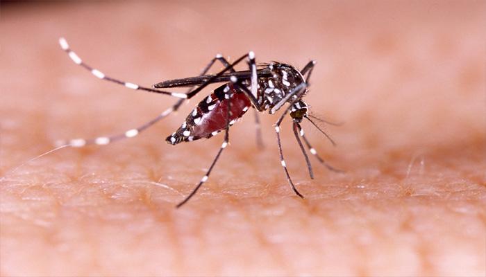 गुगल आता मच्छर आणणार, आजार पसरवणाऱ्या मच्छरांची पैदासही रोखणार गुगल आता मच्छर आणणार, आजार पसरवणाऱ्या मच्छरांची पैदासही रोखणार
