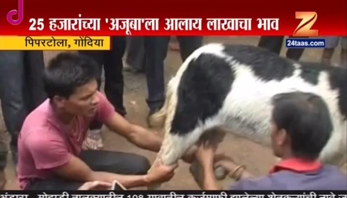 बोकड 'अजूबा' चक्क दूध देतो! बोकड 'अजूबा' चक्क दूध देतो!