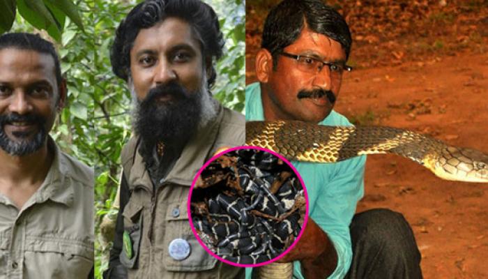 किंग कोब्राच्या अंड्यांसोबत १०० दिवस राहिले हे तिघं किंग कोब्राच्या अंड्यांसोबत १०० दिवस राहिले हे तिघं