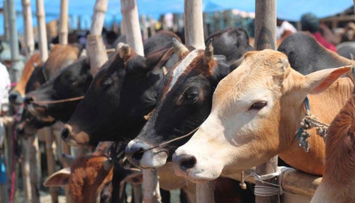 अहमदनगर: गोरक्षकांवर ५० जणांच्या जमावाचा हल्ला अहमदनगर: गोरक्षकांवर ५० जणांच्या जमावाचा हल्ला