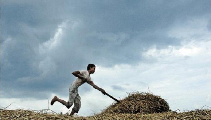 चंद्रपुरात आतापर्यंत केवळ ३० टक्केच पाऊस चंद्रपुरात आतापर्यंत केवळ ३० टक्केच पाऊस
