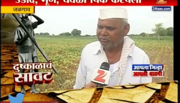 जळगावात तीन आठवड्यांपासून पाऊस नाही, पीकंही करपली जळगावात तीन आठवड्यांपासून पाऊस नाही, पीकंही करपली