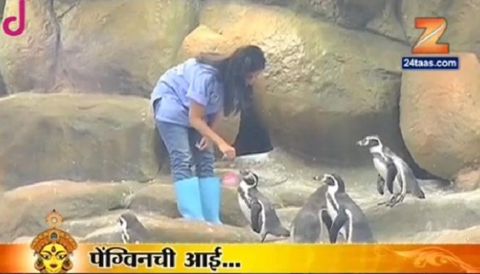 भेटा राणीच्या बागेतल्या 'पेंग्विन्सच्या आई'ला... भेटा राणीच्या बागेतल्या 'पेंग्विन्सच्या आई'ला...