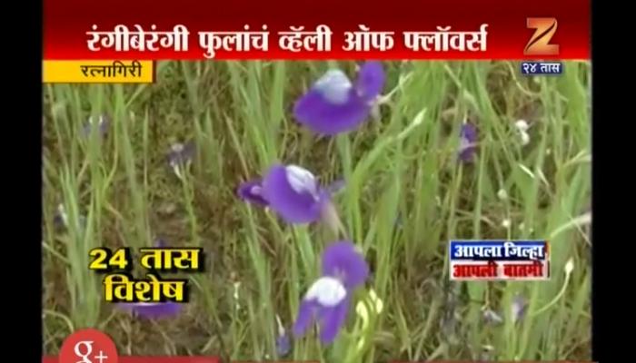 कोकणचे कास पठार फुलले कोकणचे कास पठार फुलले