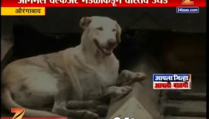 धक्कादायक! रस्त्यावरच्या बिर्याणीत कुत्र्याचं मांस धक्कादायक! रस्त्यावरच्या बिर्याणीत कुत्र्याचं मांस