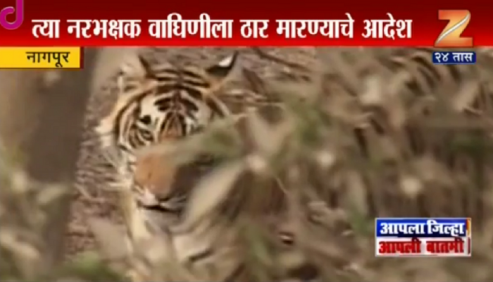 ...म्हणून न्यायालयानं दिले 'त्या' वाघिणीला ठार करण्याचे आदेश! ...म्हणून न्यायालयानं दिले 'त्या' वाघिणीला ठार करण्याचे आदेश!