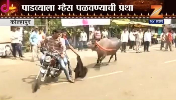 कोल्हापुरात पाडव्याला म्हैस पळवण्याची अनोखी स्पर्धा कोल्हापुरात पाडव्याला म्हैस पळवण्याची अनोखी स्पर्धा